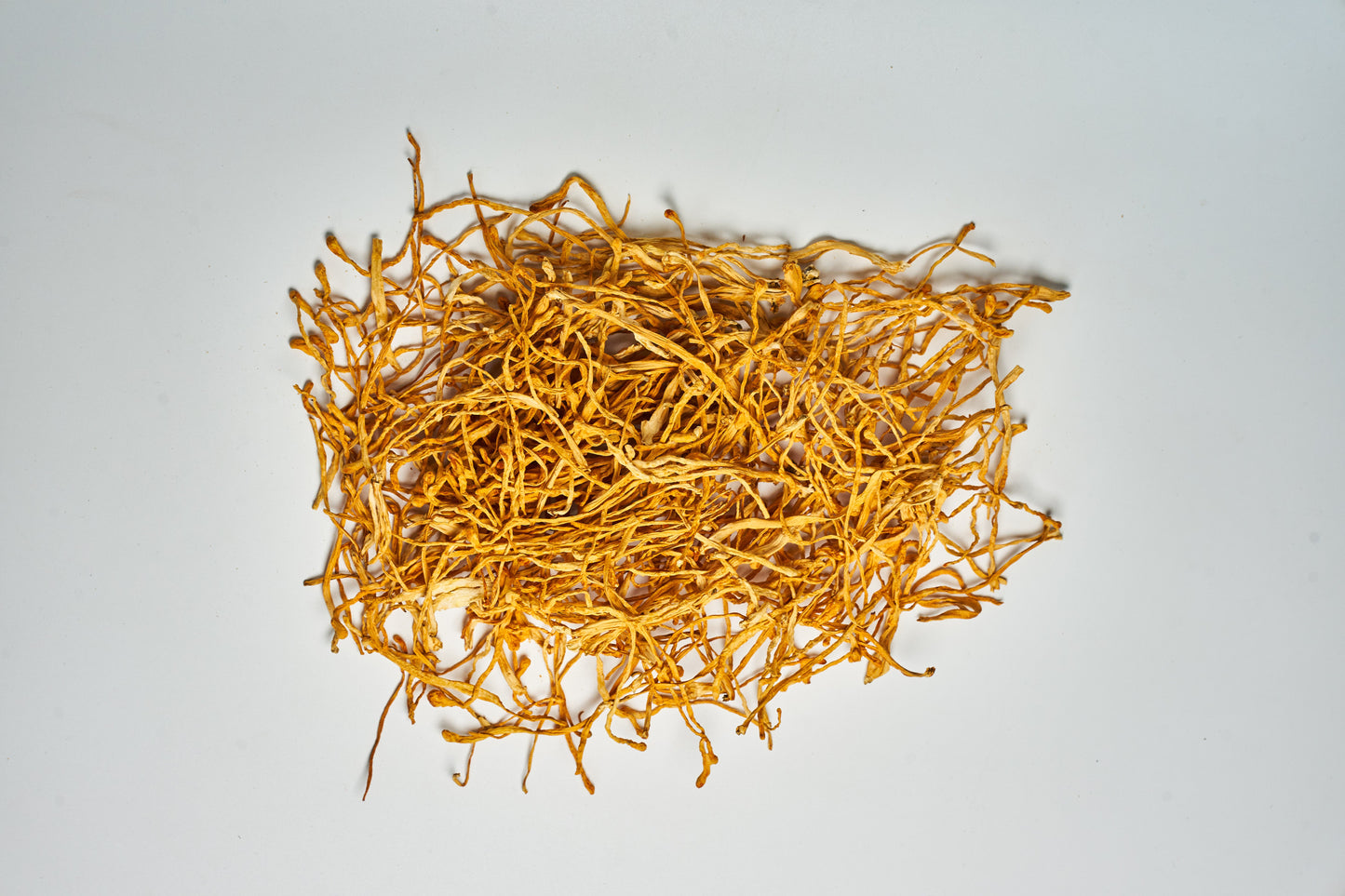 Cordyceps Militaris